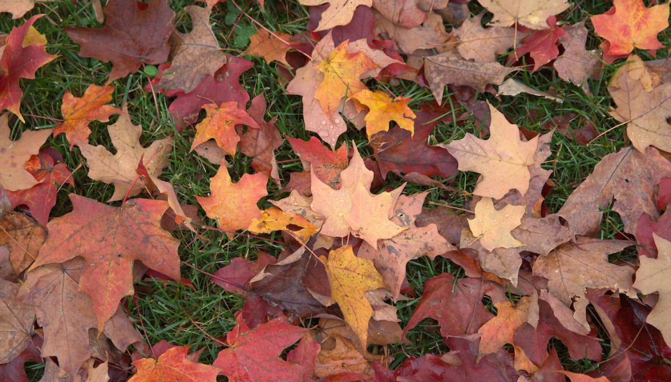 秋叶落在校园的地面上